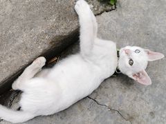 -泰顺江南春面馆