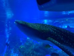 -成都浩海立方海洋公园