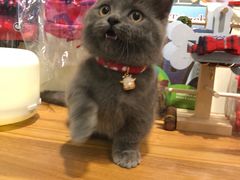 -小尾巴宠物店(万科·金域华庭店)