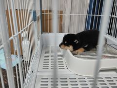 -瑞派康怡24h宠物医院·犬猫医疗中心·微创绝育(瑞景分院)