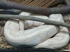 -上海大自然野生昆虫馆(东方明珠·爬宠昆虫探索中心)