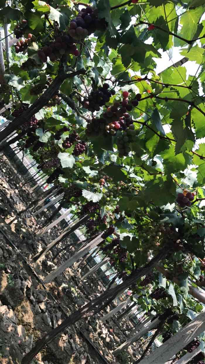 九龙湖葡萄-"葡萄很好吃,相较于过于甜腻的葡萄99这里.