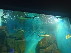 -石家庄海洋公园