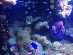 -悉尼海洋生物水族馆