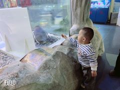 -芜湖新华联大白鲸海洋公园