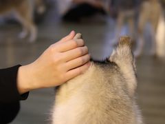 -Husky Go! 哈士奇体验馆·宠物咖啡厅狗咖