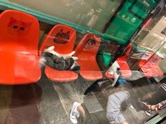 -猫咪博物馆(顶澳仔猫街店)