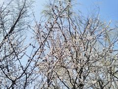 -桃花堤公园