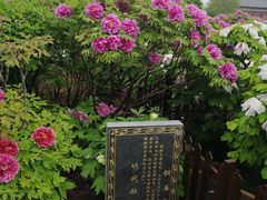 -曹州百花园