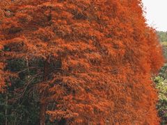 -深圳仙湖植物园