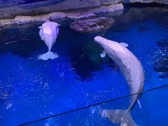 -海合安武汉极地海洋公园