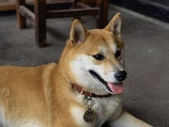 -柴犬高等学院·狗咖·柴犬售卖·宠物训练