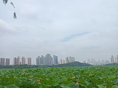 -月湖风景区