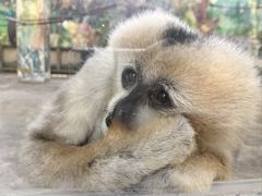 -上海野生动物园