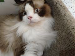 -滚猫咖啡·猫咖·猫友好撸猫(未来城店)