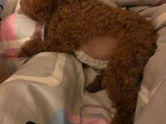 -美联众合动物医院·24h转诊中心