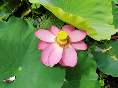 -龚家花园农家乐休闲别墅