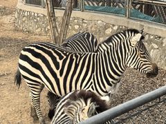 -石家庄市动物园