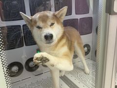 -FAELING PETS美天灵宠物(富力广场店)