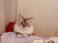 -袖虎宠物(锦绣生态园店)