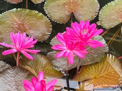 -国家植物园南园