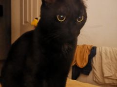 -德兴馆(山西南路店)