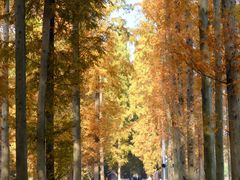 -黄海国家森林公园