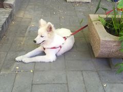 -瑞鹏宠物医院·爱宠堂·骨外专科(西荷分院)