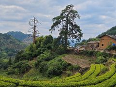 -杨家堂村