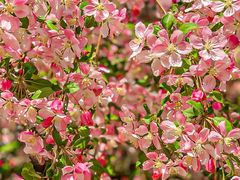 -海棠花溪(元大都城垣遗址公园)