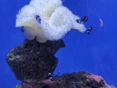 -海合安武汉极地海洋公园