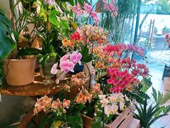 -自由生长植物工作室(深港花卉中心店)