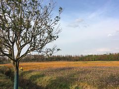 -上海长兴岛郊野公园