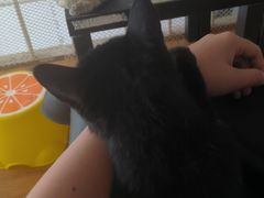 -萌喵宠狗爱心宠咖