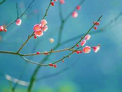 -香雪海