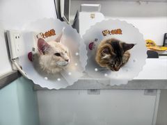 -达爱动物医院·犬猫分区·CT·复杂眼科(远洋山水分院)