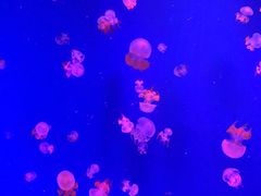 -芜湖新华联大白鲸海洋公园