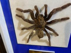 -上海昆虫博物馆