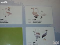-北京麋鹿生态实验中心