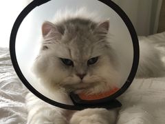 -安安宠医宠物医院·异宠·犬猫内科(岳阳分院)