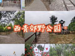 -西青郊野公园