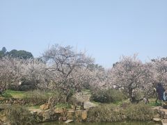 -香雪海