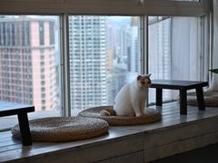 -Heymao猫咖.咖啡厅(东门店)