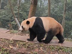 -中国大熊猫保护研究中心雅安碧峰峡基地