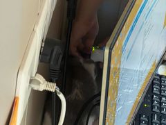 -创凡宠物医院·骨专科  猫科中心(西乡分院)