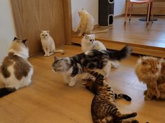 -猫腻·猫咖·撸猫馆(星光大道店)