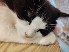 -楼上猫咖(罗湖店)