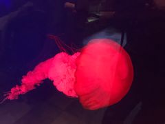 -迪拜水族馆及水下动物园