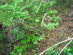 -五营红松林海景区