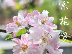 -海棠花溪(元大都城垣遗址公园)